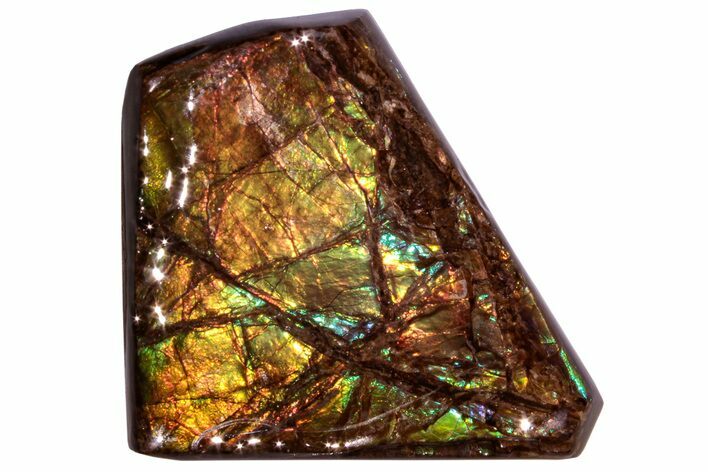 Iridescent Ammolite (Fossil Ammonite Shell) - Alberta #258298